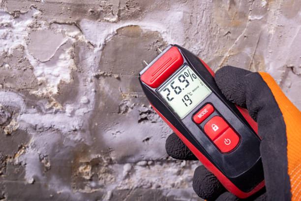 Best Emergency Mold Remediation in Vincent, CA
