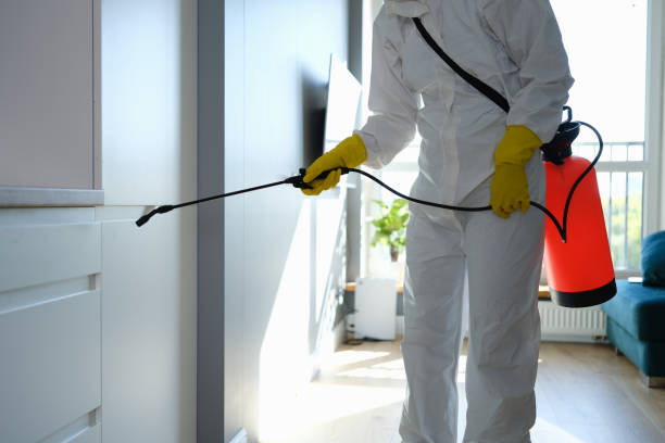 Best Industrial Mold Remediation in Vincent, CA