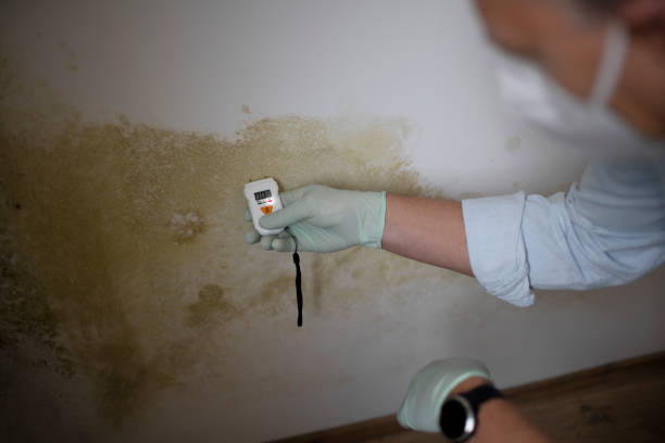 Best Insurance-Related Mold Remediation in Vincent, CA