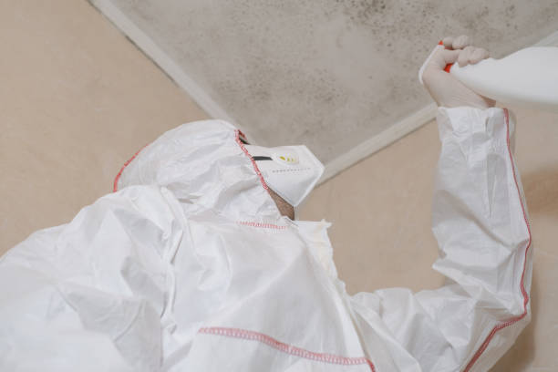 Best Basement Mold Remediation in Vincent, CA