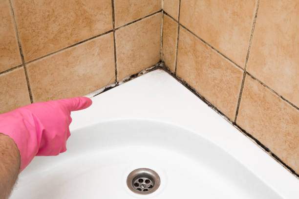 Best White Mold Remediation in Vincent, CA